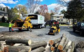 Best Tree Disease Treatment  in Budd Lake, NJ