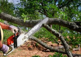 Budd Lake, NJ Tree Care Services Company