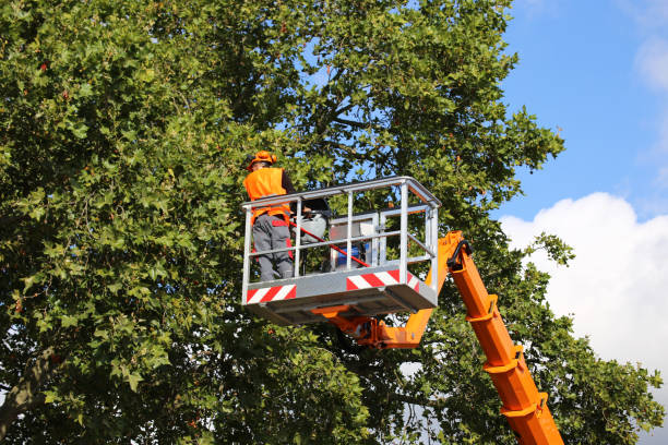 How Our Tree Care Process Works  in  Budd Lake, NJ