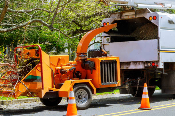 Best Emergency Tree Removal  in Budd Lake, NJ