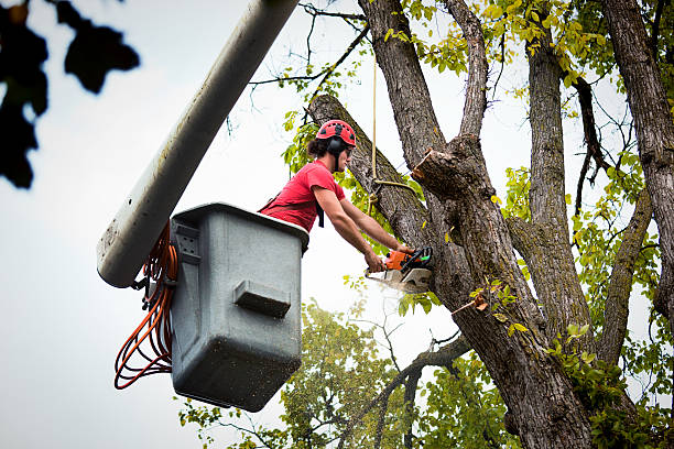 Best Tree Trimming and Pruning  in Budd Lake, NJ